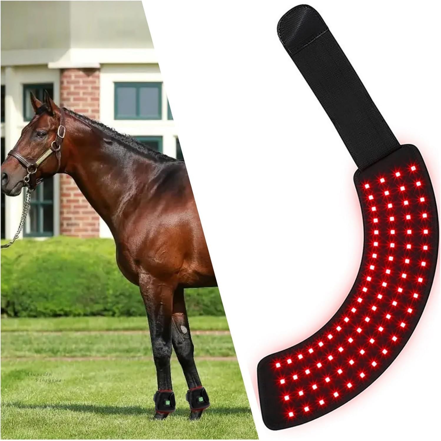 Appareil De Luminothérapie LED Rouge Pour Cheval – affichage LED